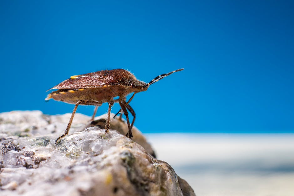 Bedbug Extermination